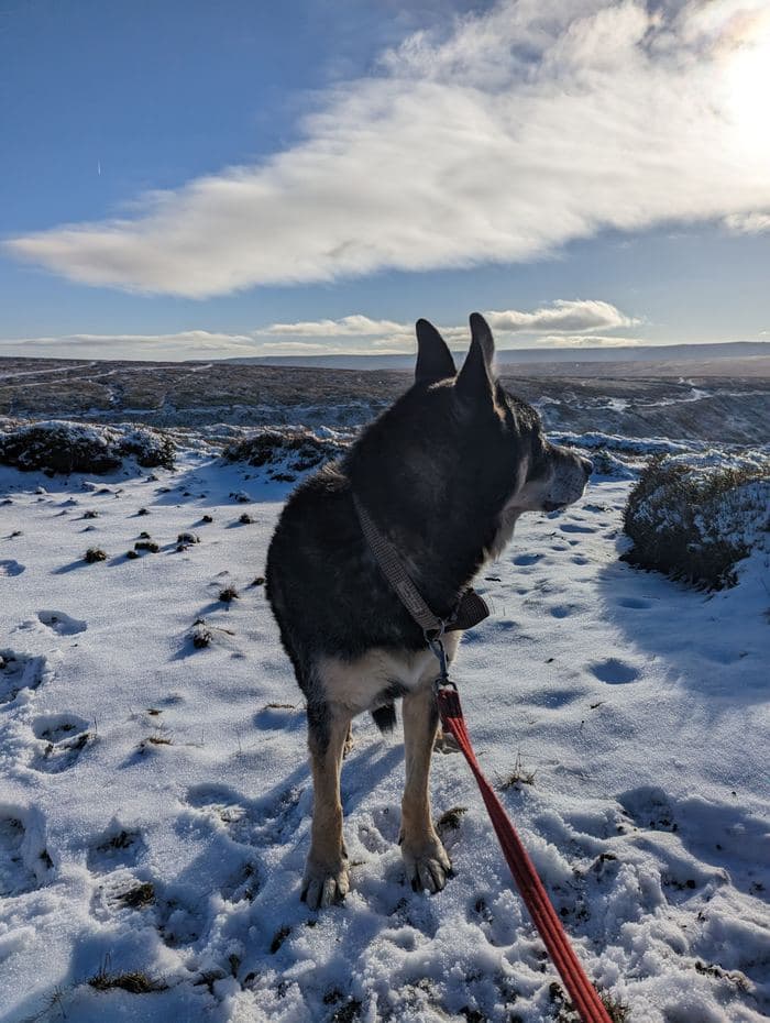 Rex Last Snow