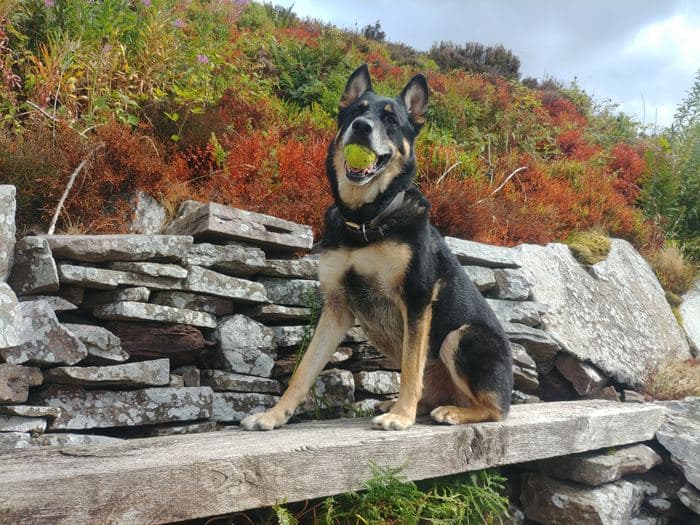 Rex at Teggs Nose