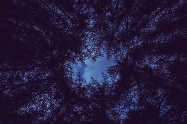 Forest Sky