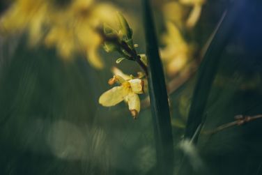 Wildflower