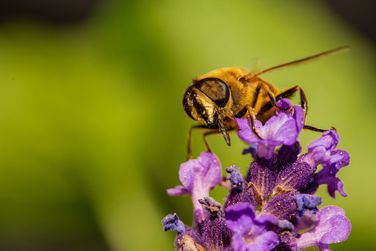 Solitary Bee