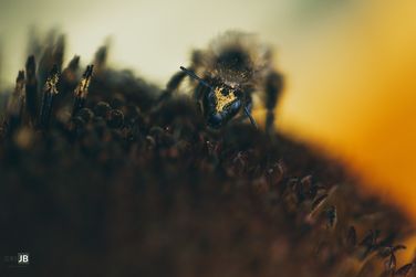Worker Bee