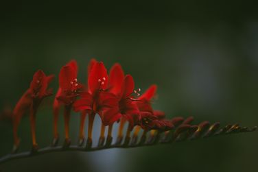 Wildflower