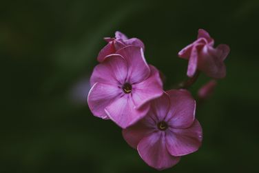 Wildflower
