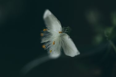 Tradescantia zebrina