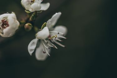 Black thorn