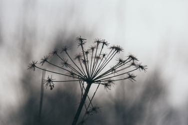 Wildflower