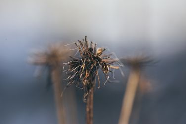 Wildflower