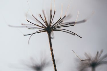 Wildflower
