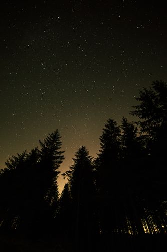 Forest Sky