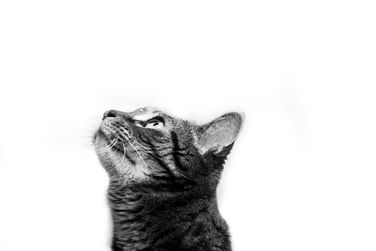 Ambi black and white