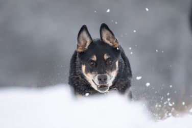 Rex action shot
