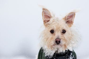 Dinky Portrait