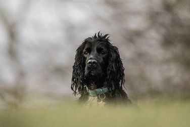 Apollo