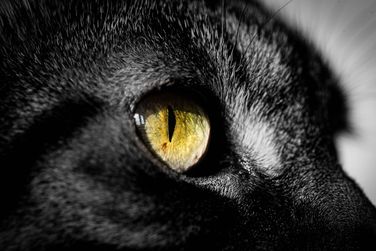 Ambi Macro