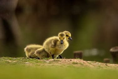 Goslings