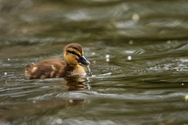 Duckling