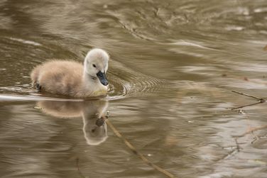Signet