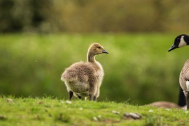 Gosling