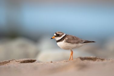 Common Ringed Plover