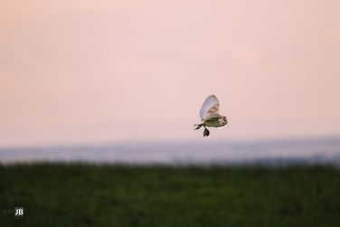 Barn Owl