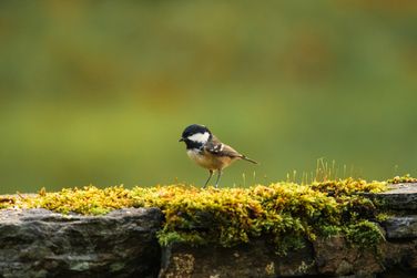 Coal Tit