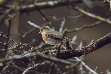 Robin