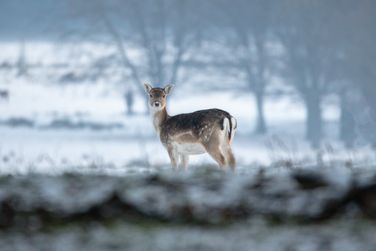Deer