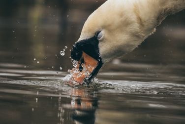 Swan