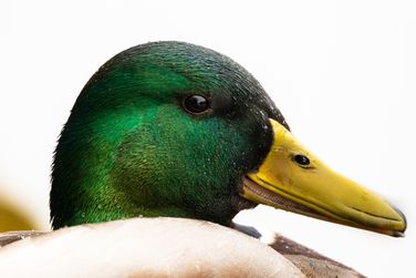 Mallard