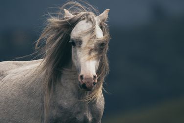 Wild Pony