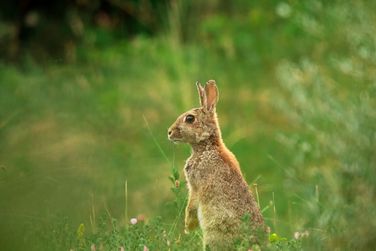 Rabbit