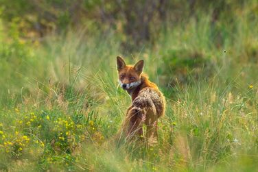 Fox