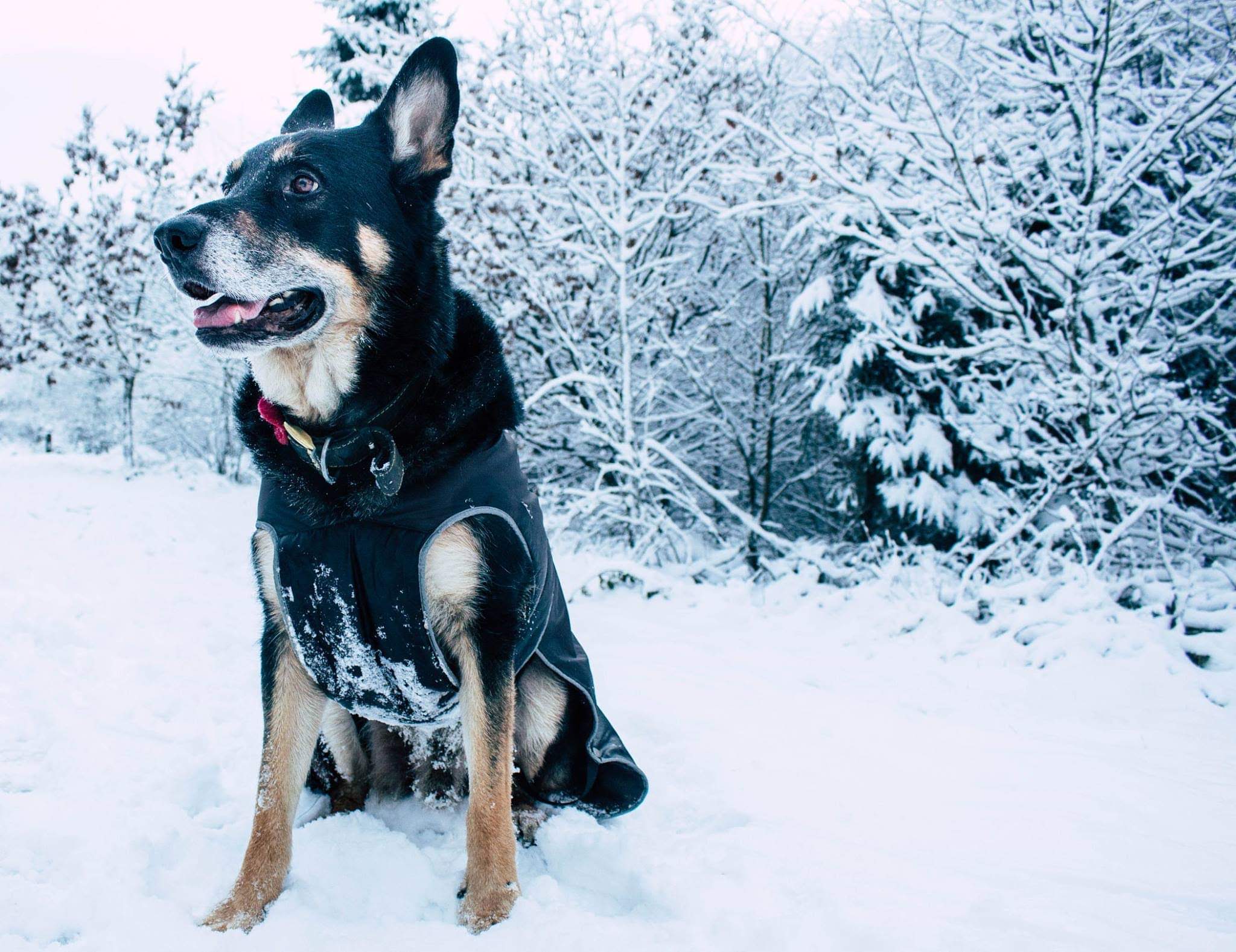 Rex and his winter coat