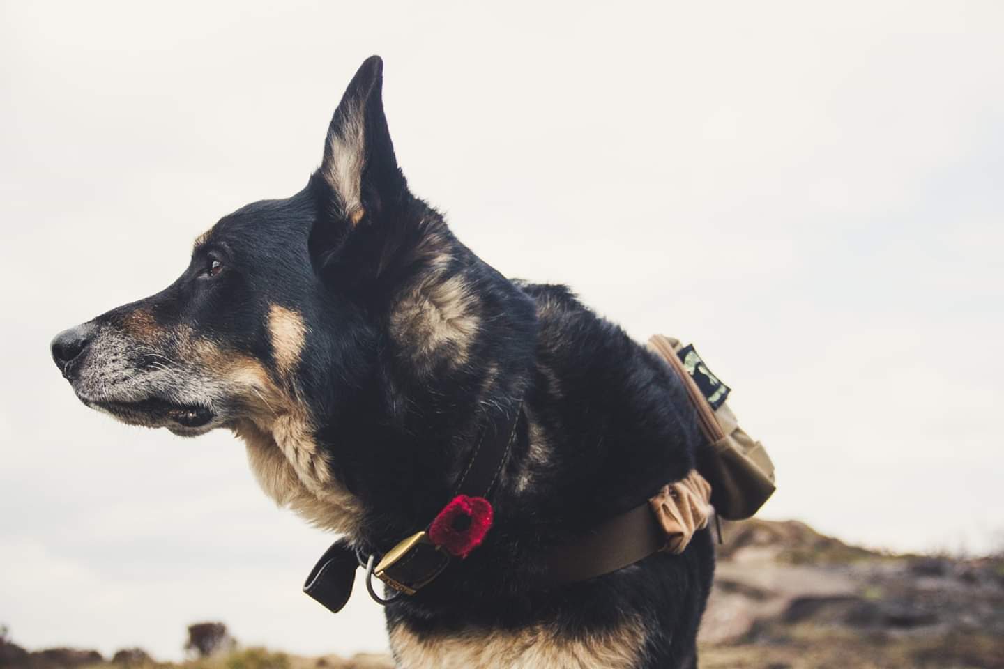 Rex and his poppy