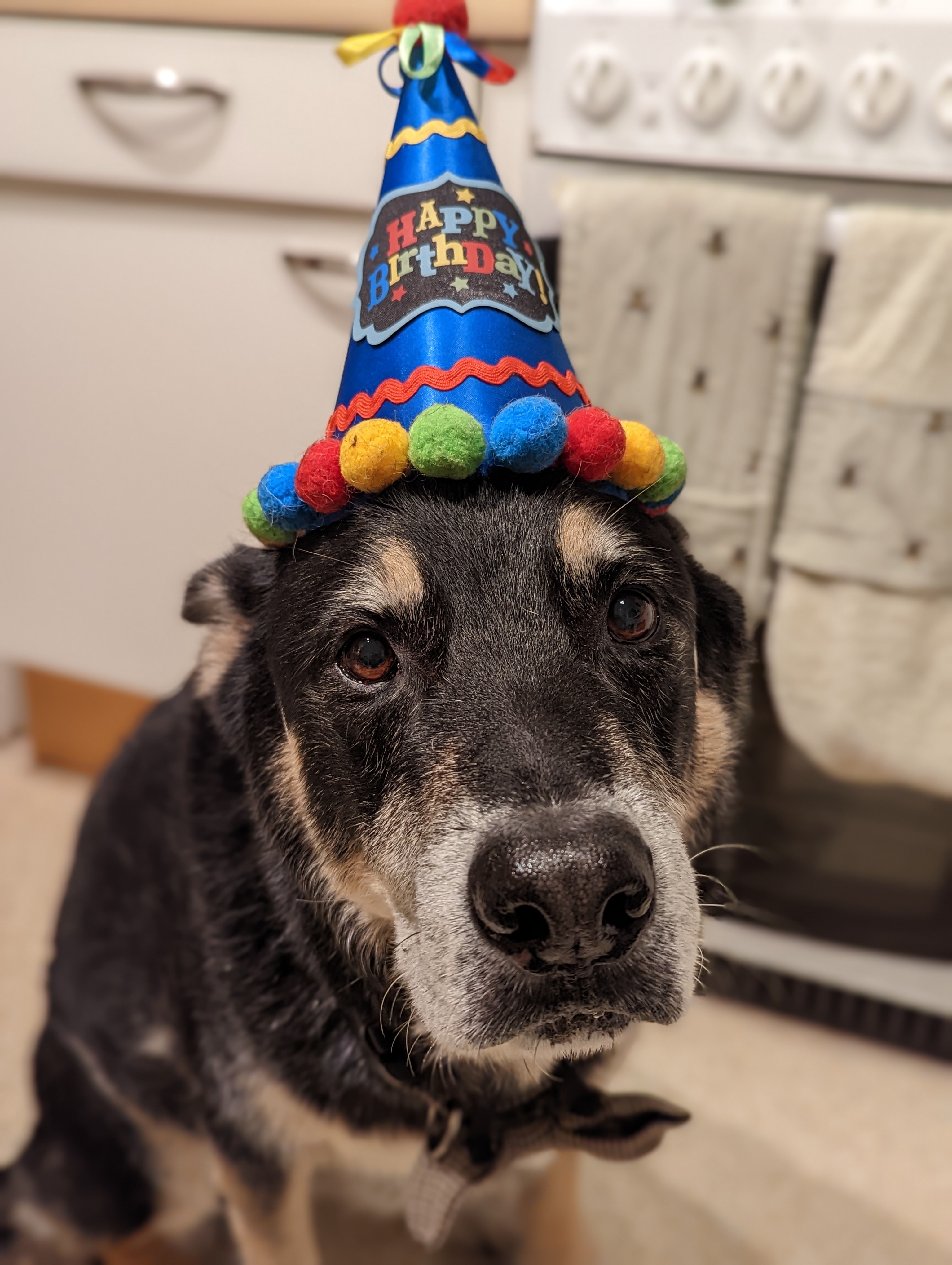 Rex Birthday