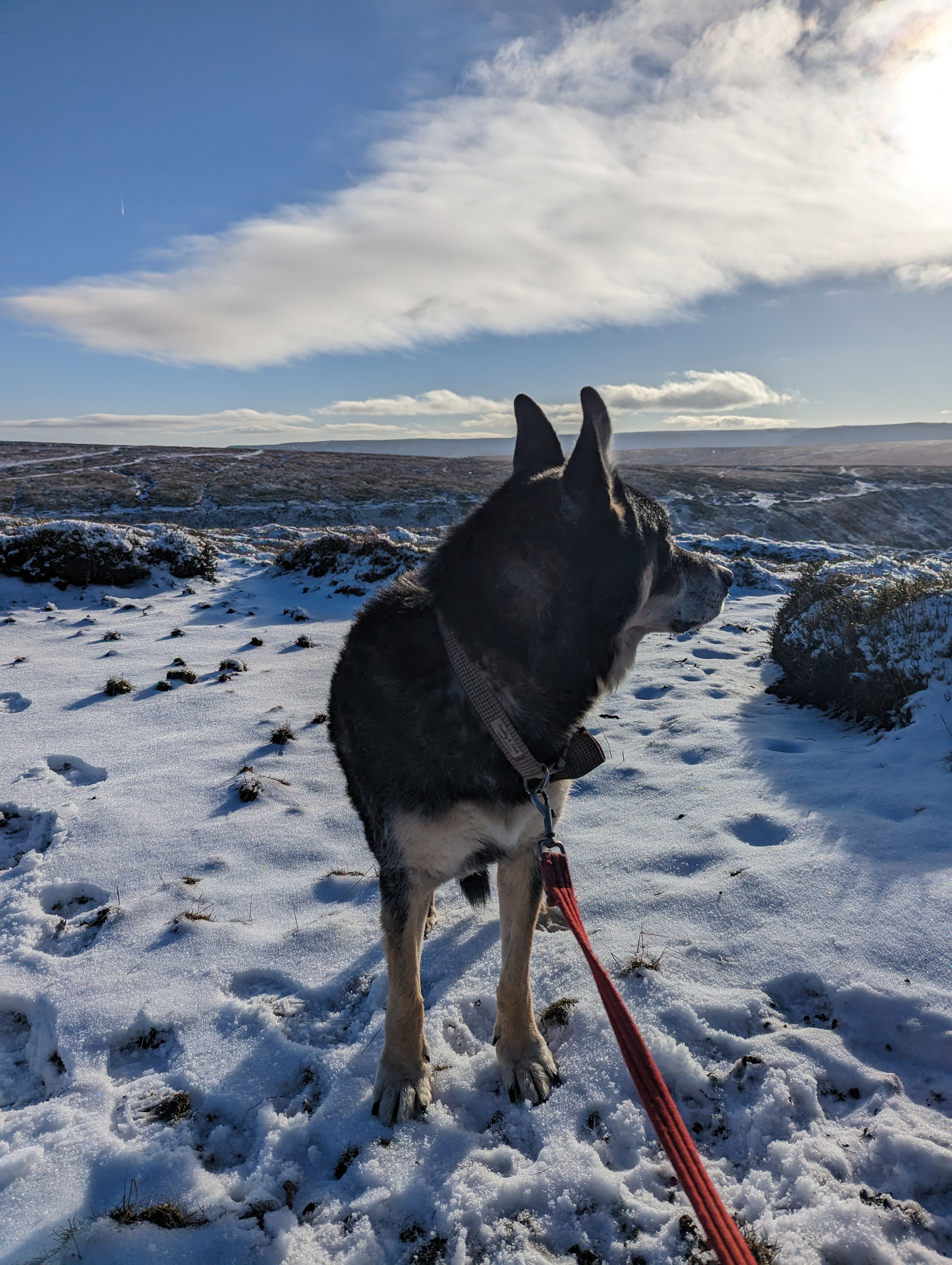 Rex Last Snow