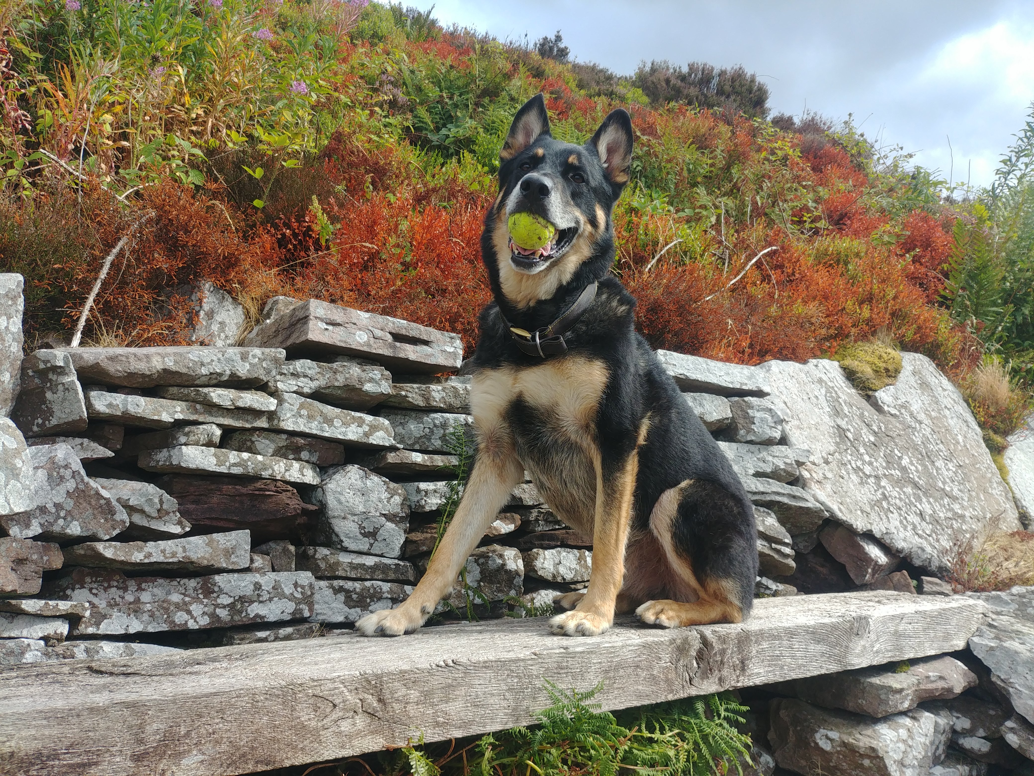 Rex at Teggs Nose