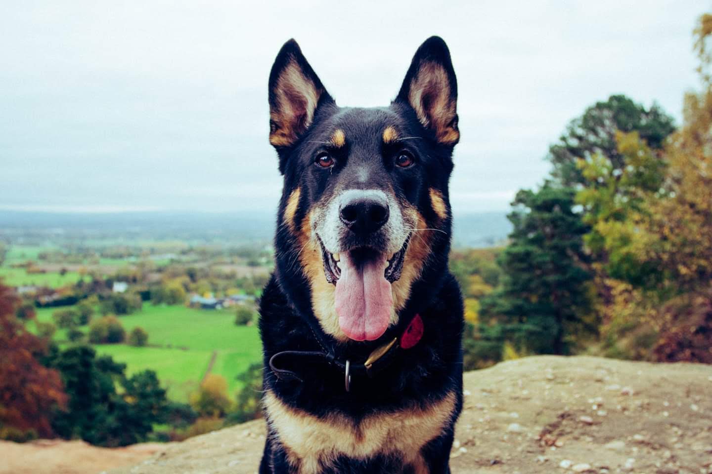 Rex at the edge